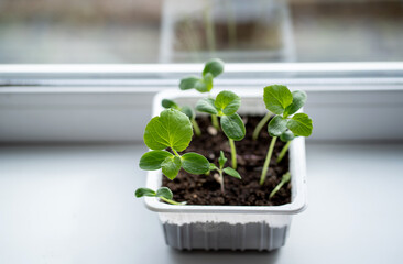 Melon seedlings in a plastic container on a windowsill