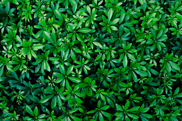 tropical green leaf pattern background, Natural background
