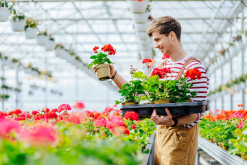 Positive smiling handsome man controlling quality of seedlings in his organic glasshouse flowers...