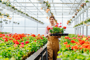 Handsome male botanist amidst flowers while walking in greenhouse and carrying box with geranium flowers pots. Gardening, profession and people concept. - obrazy, fototapety, plakaty