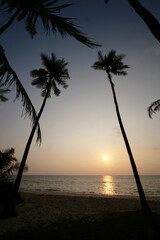 Silhouette coconut palm trees on beach at sunset in Phuket, Thailand.