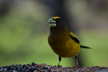 A big stray beak at the feeder