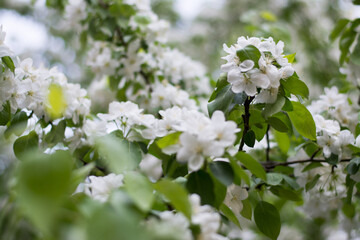 spring tree flower
