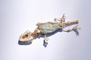 dead lizard body being eaten by a group of red ants, Lizards are .swarmed by ants. On a white background