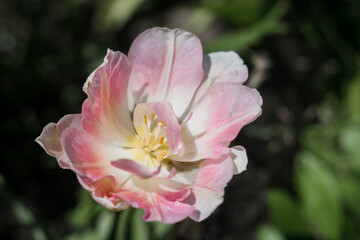 beautiful pink flowers on a branch in spring