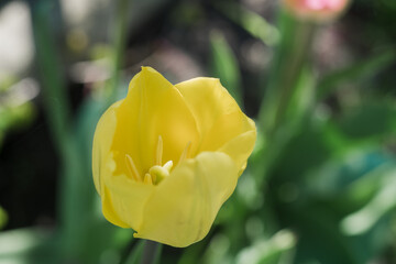 yellow tulips in spring in the garden