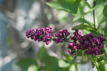 branch with a lilac bud in spring in the garden