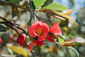 beautiful red flower on a tree branch in spring