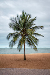 palm trees on the beach, tropical trees on the beach