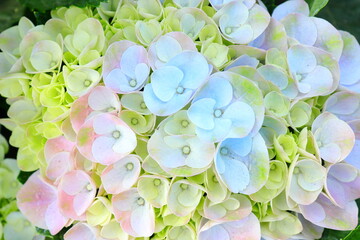 パステルな紫陽花