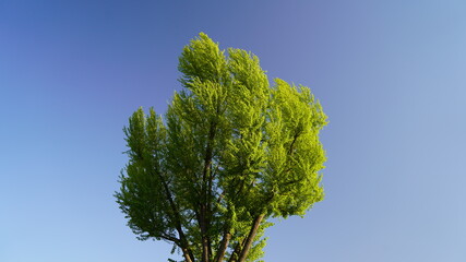 青空と新緑の木