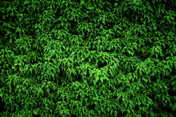 草　背景素材　グリーン　バックグランド