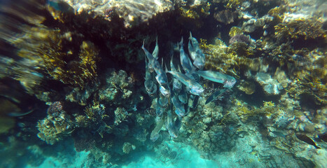 Tropical coral reef. Ecosystem and environment. Egypt. Near Sharm El Sheikh
