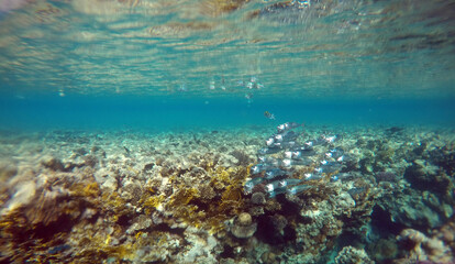 Naklejka premium Tropical coral reef. Ecosystem and environment. Egypt. Near Sharm El Sheikh