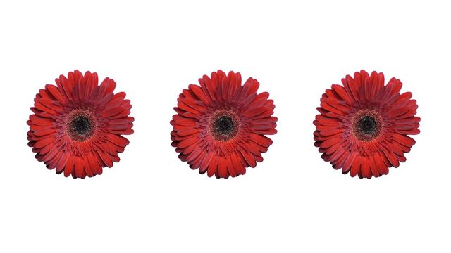 Superb fresh red gerbera flowers rotate around the edges of the frame. Three fresh red gerbera flowers rotate on a white background.