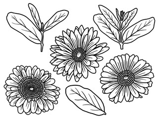 Hand drawing and sketch flower with line art illustration.