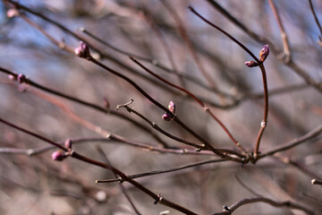 elderberry branches