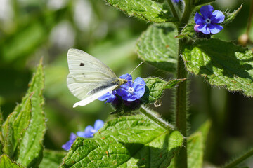 Small white (Pieris rapae). family Pieridae on flowers of green alkanet (Pentaglottis sempervirens), family borage (Boraginaceae). Dutch garden, spring, Netherlands, May	