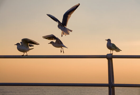 Seagulls, Silhouette