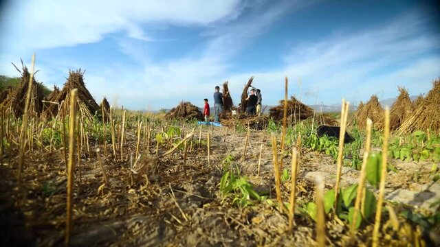 Time lapse of a group of people working in the fields in Mexico.