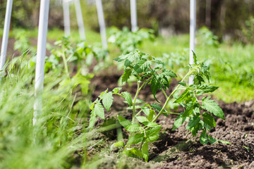 Young tomato seedlings planted in a garden bed inside a greenhouse in a village in spring