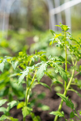 Young tomato seedlings planted in a garden bed inside a greenhouse in a village in spring