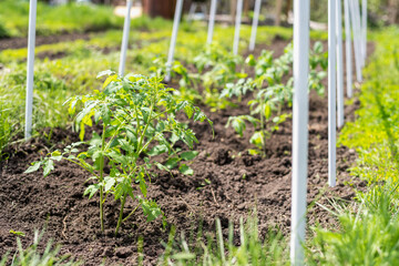 Young tomato seedlings planted in a garden bed inside a greenhouse in a village in spring
