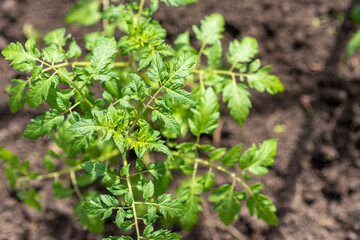 Young tomato seedlings grow in the garden in spring