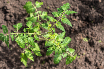 Young tomato seedlings grow in the garden in spring