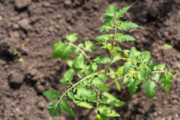 Young tomato seedlings grow in the garden in spring