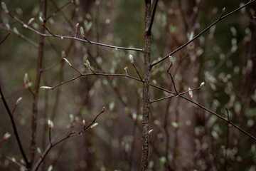 Branches of tree with buds. Wildlife and vegetation. Branching tree with young buds. Close-up. Selective focus. Copy space.