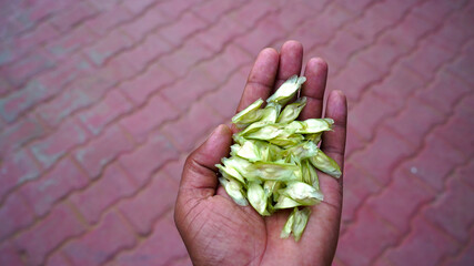 Drumstick seed, oleifera, natural, white, herbal, brown, medicine, herb, background, nutrition,...