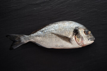 Eine frische Goldbrasse auf schwarzem Hintergrund