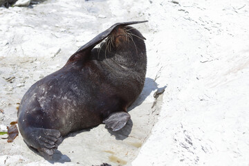 Neuseeländischer Seebär / New Zealand fur seal / Arctocephalus forsteri