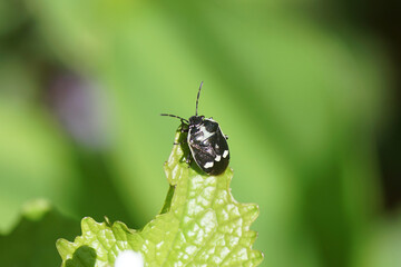 Cabbage bug, brassica shieldbug (Eurydema oleracea) of the family Pentatomidae on a leaf of garlic mustard (Alliaria petiolata) in a Dutch garden. Spring, May, Netherlands	