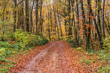 Path in autumn forest