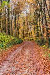 Road in autumn forest
