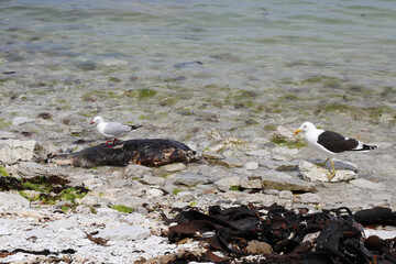 Rotschnabelmöwe und Dominikanermöwe / Red-billed and Southern black-backed gull / Larus...