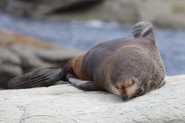 Neuseeländischer Seebär / New Zealand fur seal / Arctocephalus forsteri