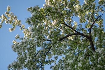 spring tree flowers