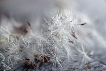 close-up Dandelion seeds