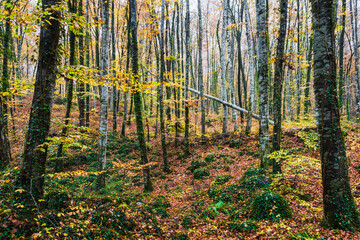 Obraz premium Autumn colors in the forest