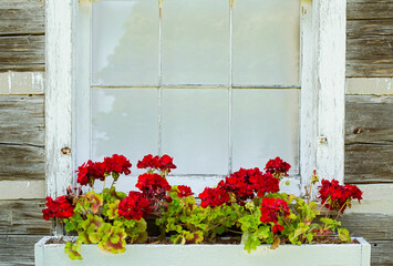 624-80 Geranium Window