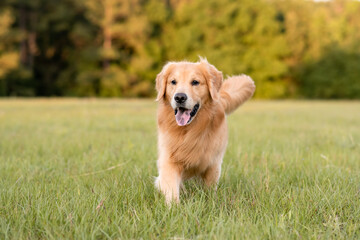 Golden Retriever dog enjoying outdoors at a large grass field at sunset, beautiful golden light