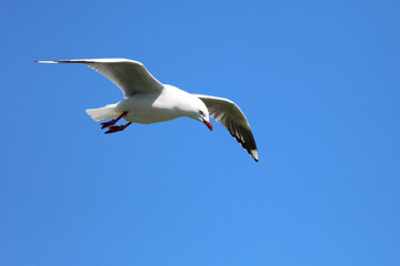 Fototapeta na wymiar Rotschnabelmöwe / Red-billed gull / Larus scopulinus.