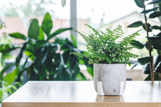 Potted Asplenium parvati fern on wooden table. Nice and modern space of home interior. Cozy home decor. Home garden.