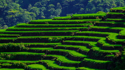 Malino, Tinggimoncong, Gowa Regency, South Sulawesi, Indonesia 3-25-2021 Beautiful rice field malino.