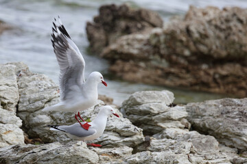 Rotschnabelmöwe / Red-billed gull / Larus scopulinus.