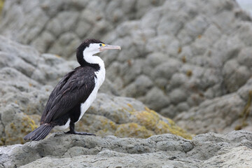 Elsterscharbe / Australian pied cormorant / Phalacrocorax varius