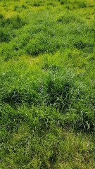 green grass and water